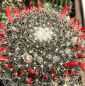 Preview: Mammillaria heyderi var. hemisphaerica SB859